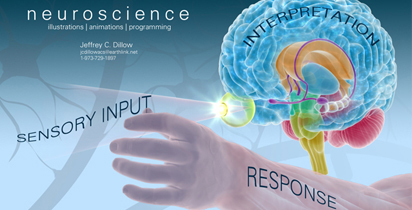 Nueroscience Image
